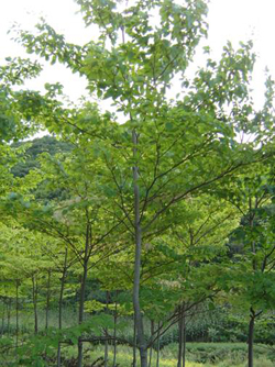 6-12cm燈臺(tái)樹